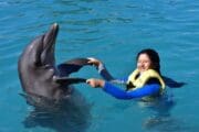 Jeep Riders Dolphin Cozumel Tours