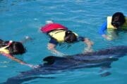 Jeep Riders Dolphin Cozumel Tours